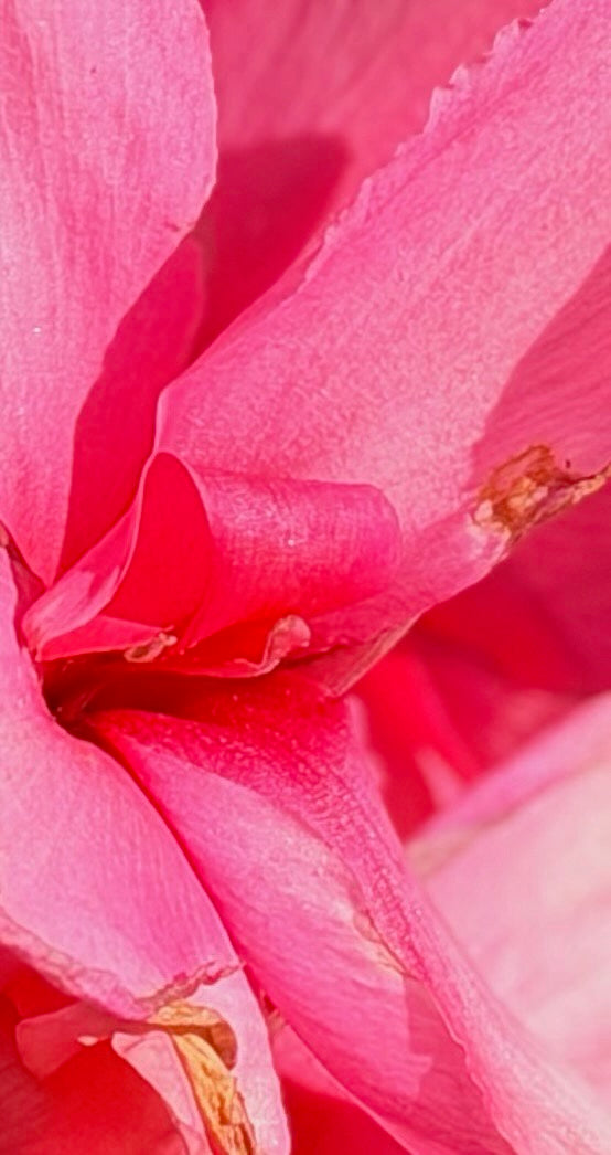Pink canna bloom