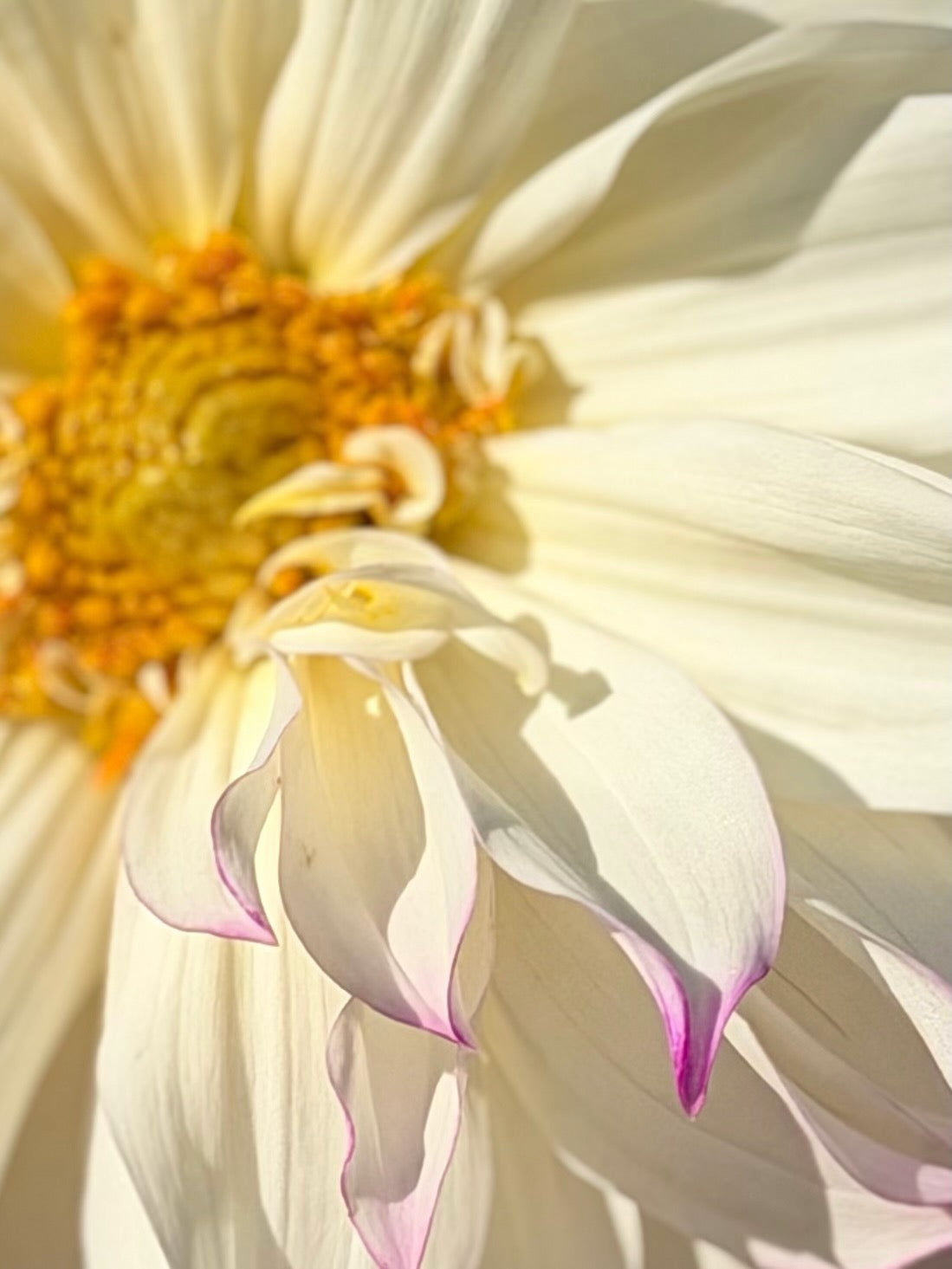 White dahlia with pink-tipped petals