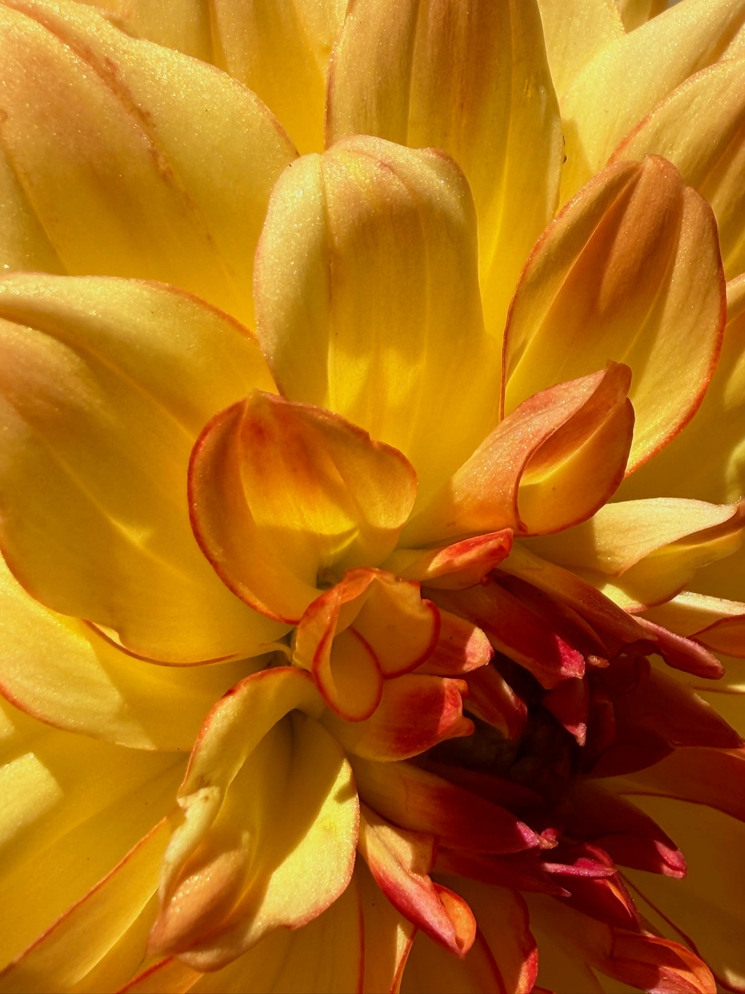 Yellow and orange dahlia