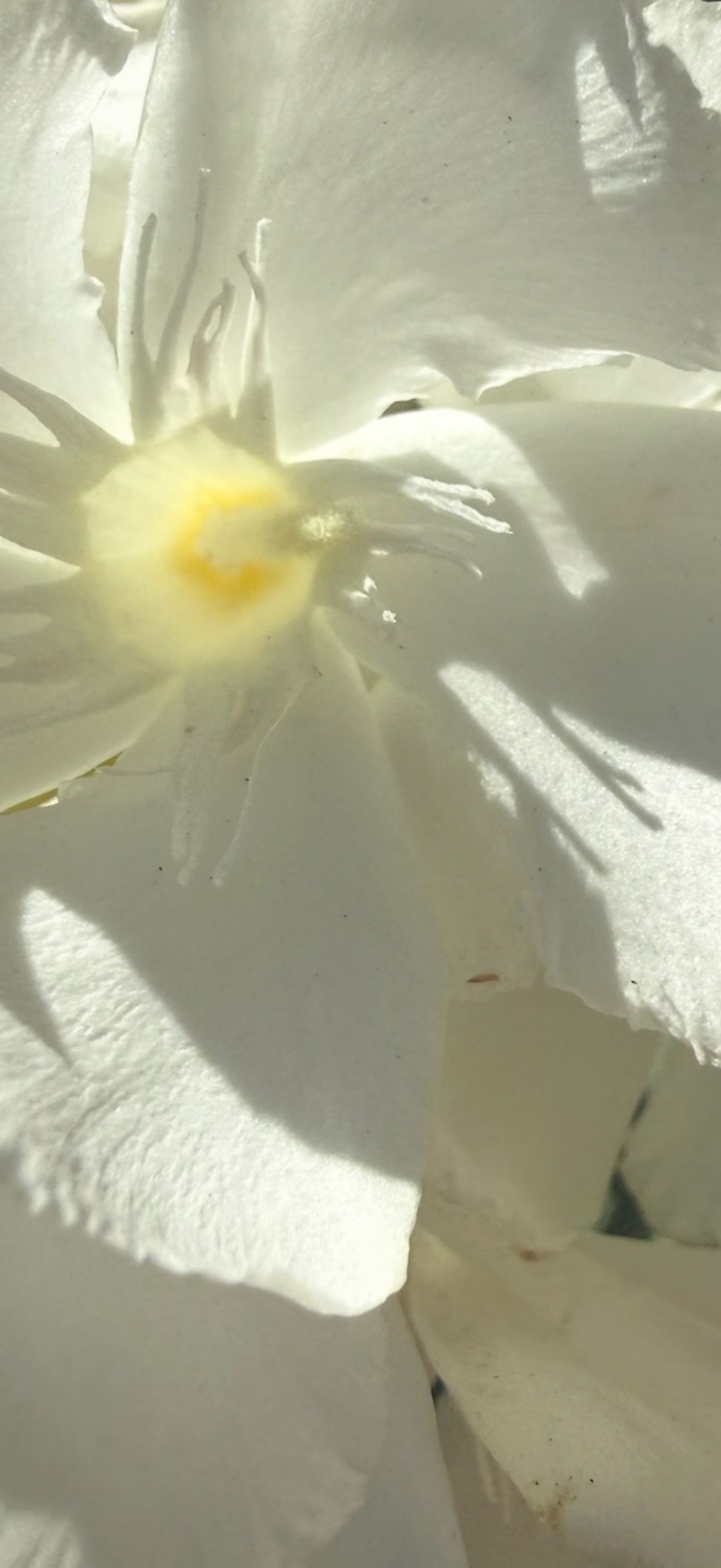 Yellow dahlia with red-flushed center