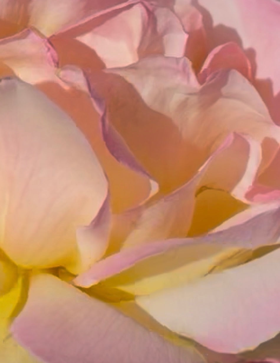Soft pink and yellow rose