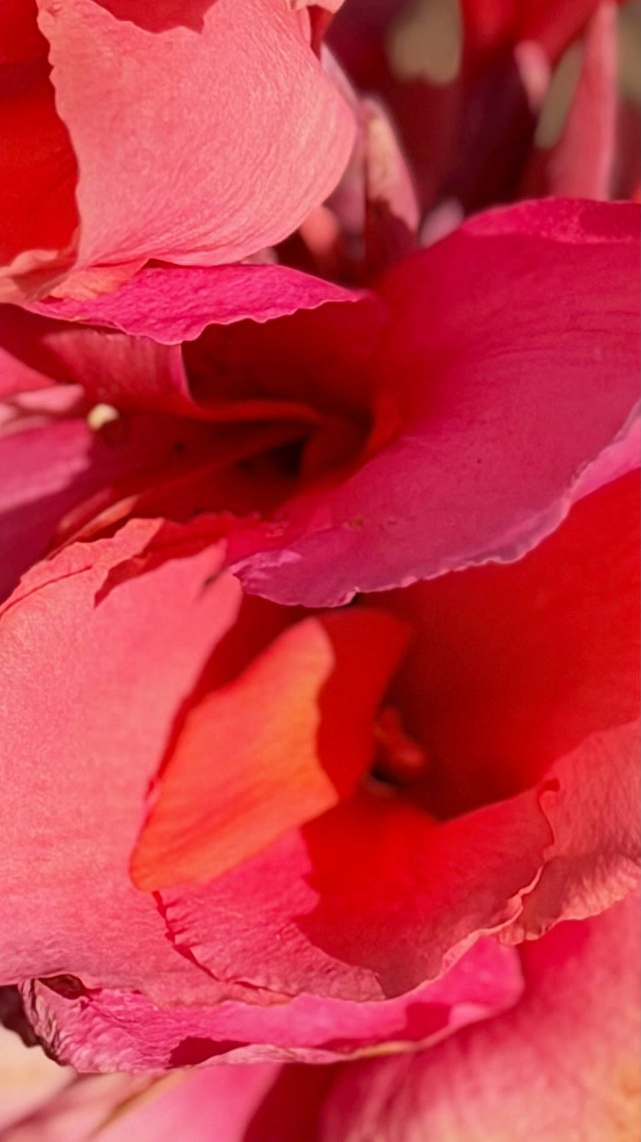 Pastel pink and yellow rose petals