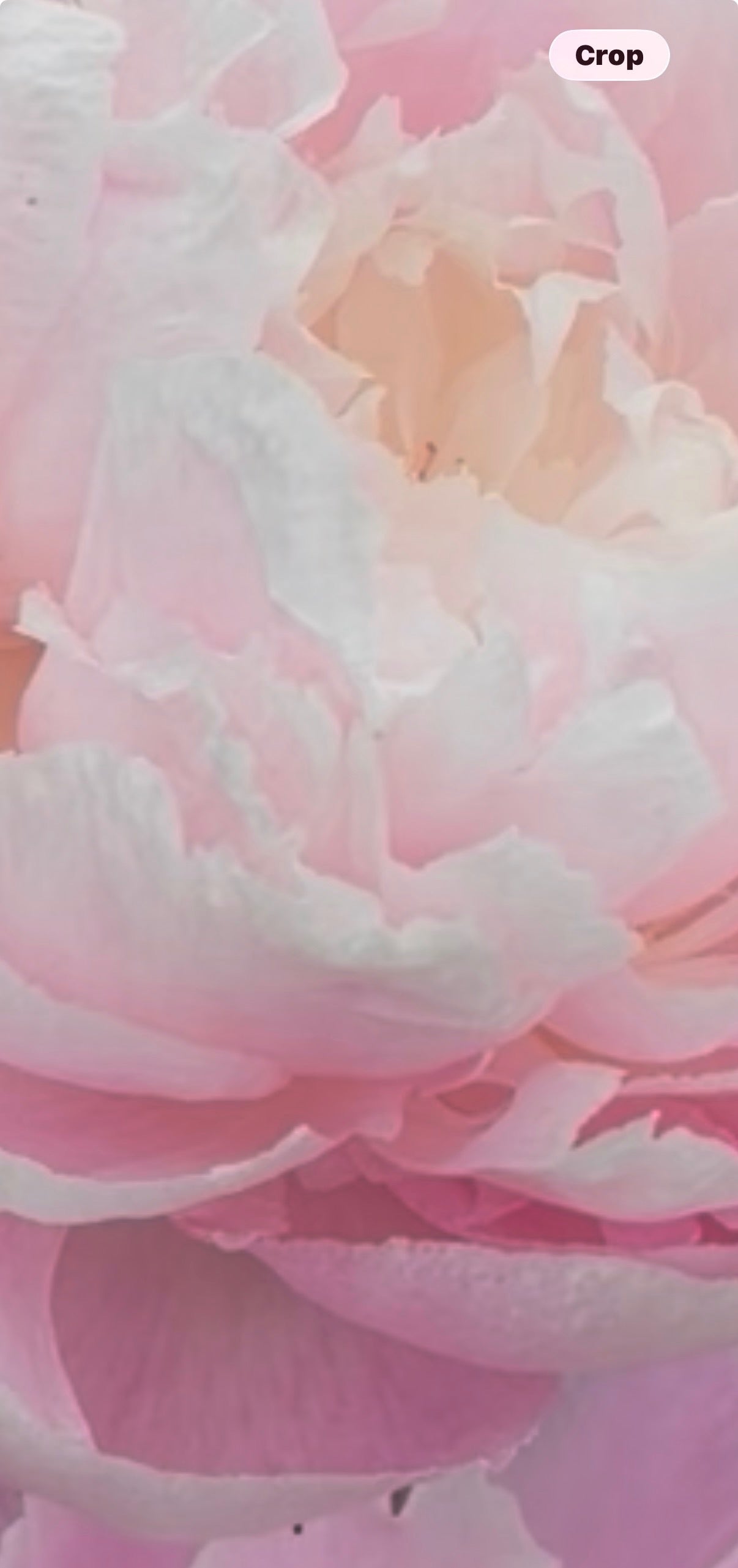 Pale pink peony